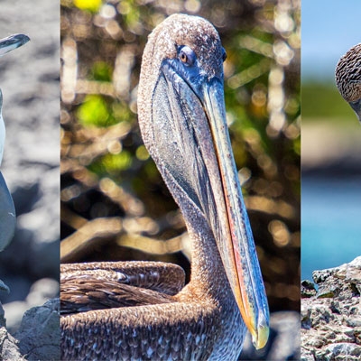 Galápagos Penguin, Galápagos Brown Pelican, and Blue-footed Booby