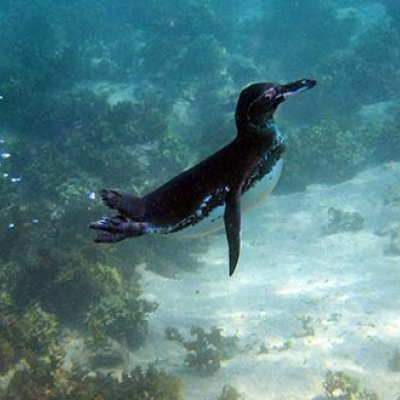 Snorkeling with Galapagos penguin