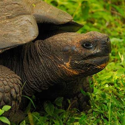 A giant tortoise can live over 100 years in the wild