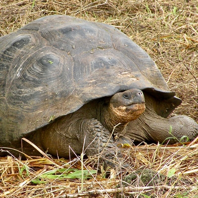 Galapagos giant tortoise