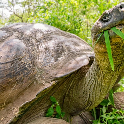 Galápagos giant tortoise