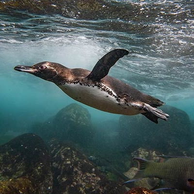 Galápagos Penguin