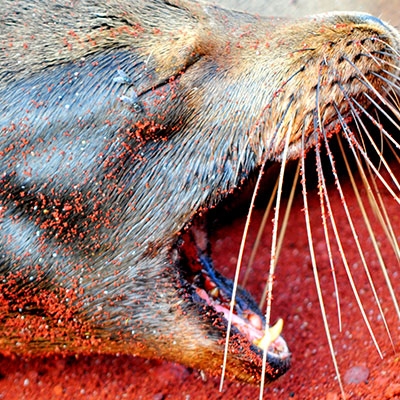 Galápagos sea lion on Rábida Island