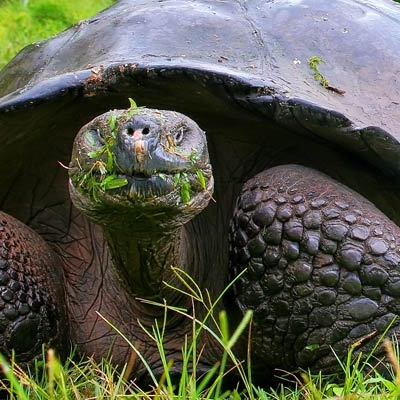 Galápagos giant tortoise