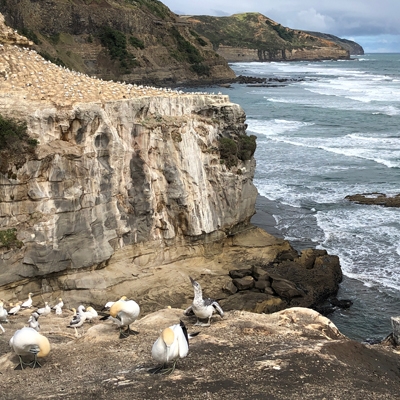 Gannets at Muriwai Beach
