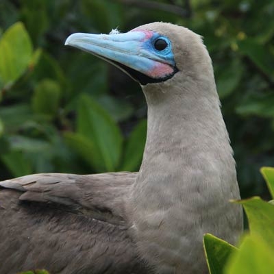 Red-footed Booby