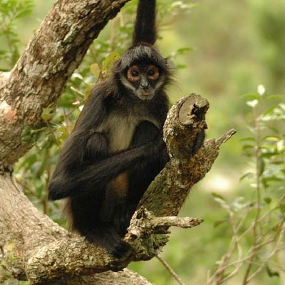 Geoffroy's Spider Monkey at the Belize Zoo