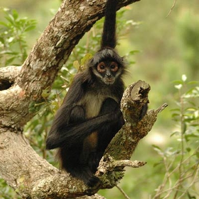 Geoffroy's spider monkey