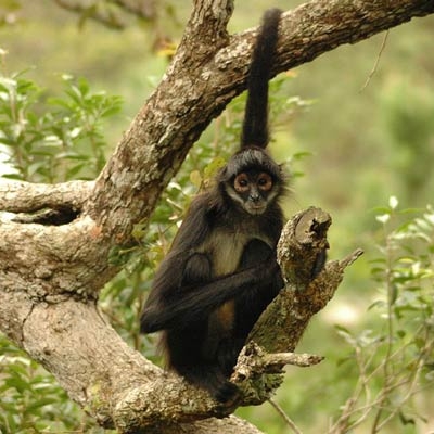 Geoffroy's spider monkey at Belize Zoo 