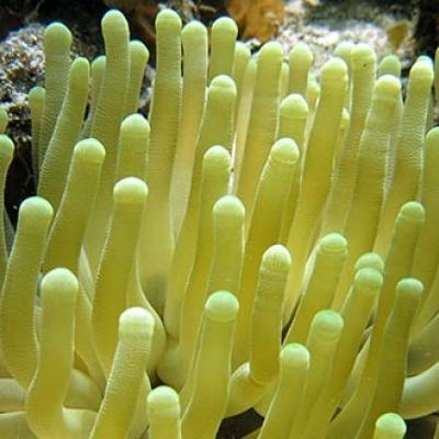 Giant Anemone at Tobacco Caye