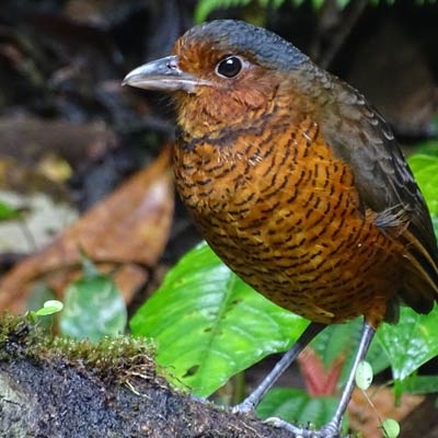 Giant Antpitta