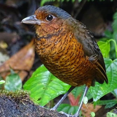 Giant Antpitta