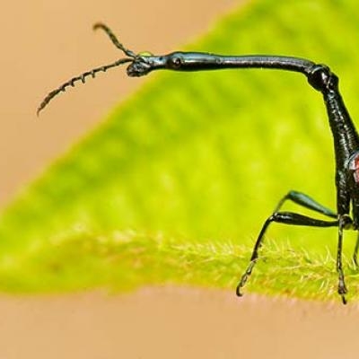 Giraffe beetle