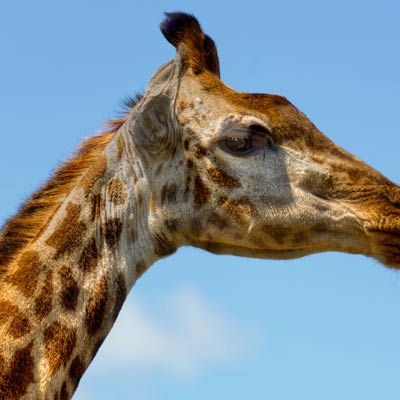 Giraffe and Red-billed Oxpecker
