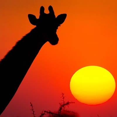 Giraffe at sunset