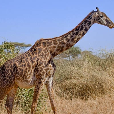 Giraffe