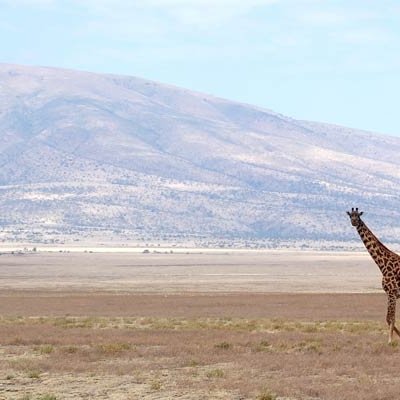 Giraffe on the Serengeti