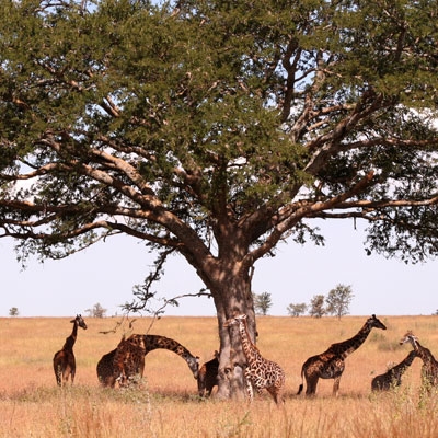 Giraffes
