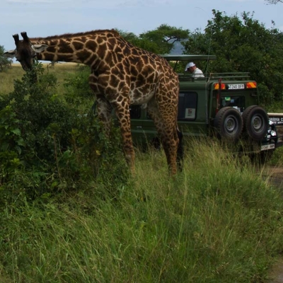 Giraffe in the Serengeti