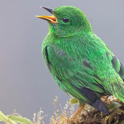 Glistening-green Tanager