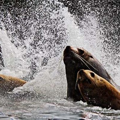 Sea lions