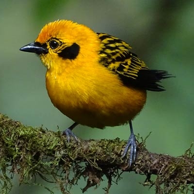 Golden Tanager