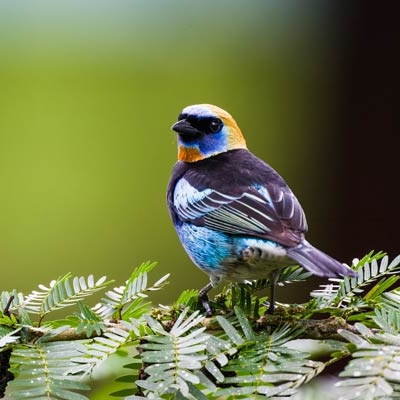 Golden-hooded Tanager