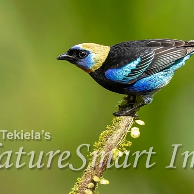 Golden-hooded Tanager