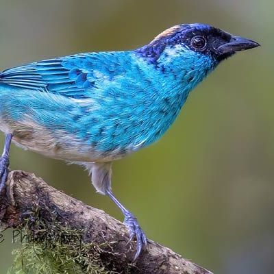 Golden-naped Tanager