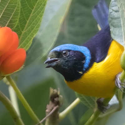 Golden-rumped Euphonia