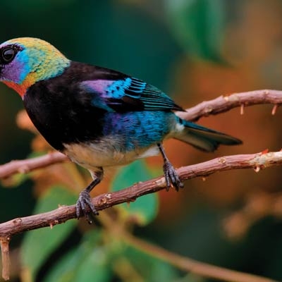 Golden-hooded Tanager