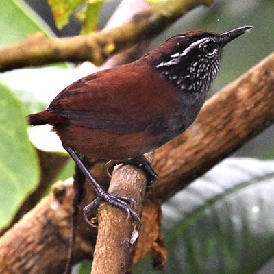Gray-breasted Wood-Wren