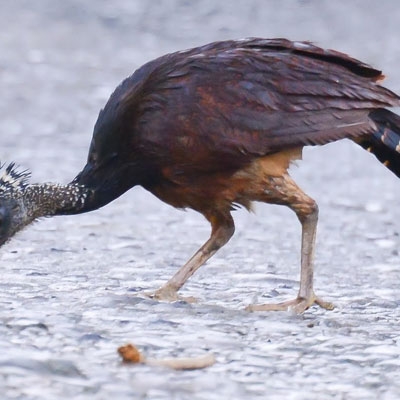 Great Curassow