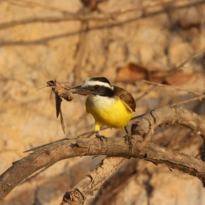 Great Kiskadee