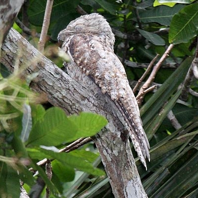 Great Potoo