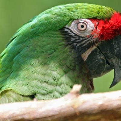Great Green Macaw (Ara ambiguus)