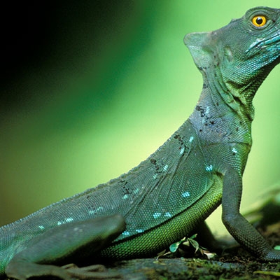 Basilisk Lizard