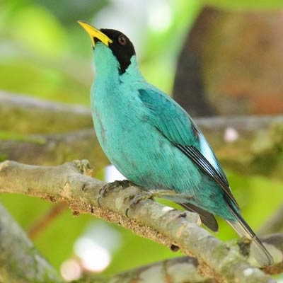 Green Honeycreeper