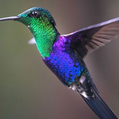 Green-crowned Woodnymph