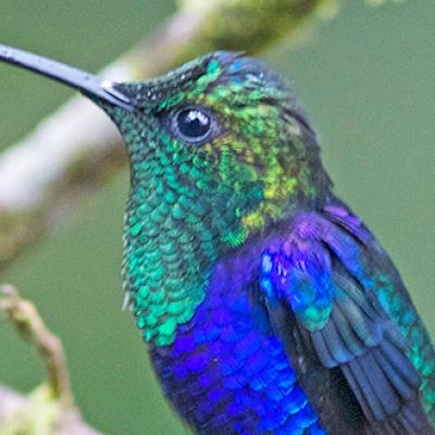 Green-crowned Woodnymph, Milpe Bird Sanctuary