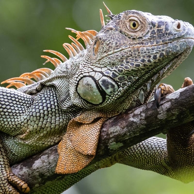 Green iguana