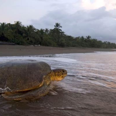 Green sea turtle