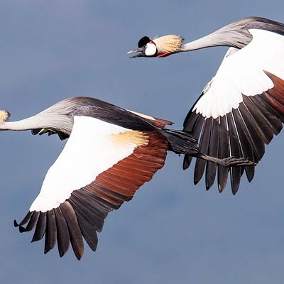Gray Crowned-Crane