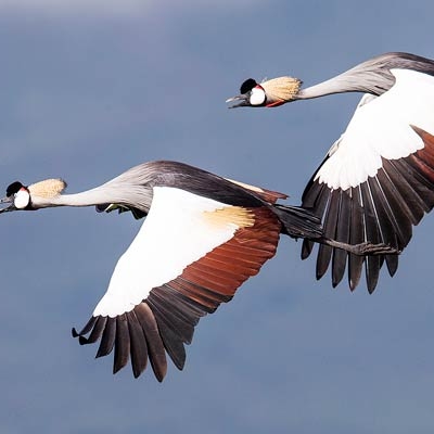 Gray-crowned Cranes