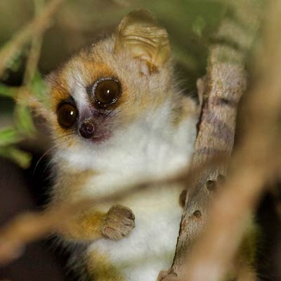 Gray mouse lemur