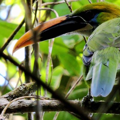 Groove-billed Toucanet