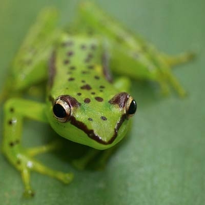 Tsarafidy Madagascar Frog