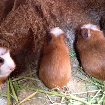 Guinea pigs