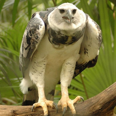 Harpy Eagle at the Belize Zoo