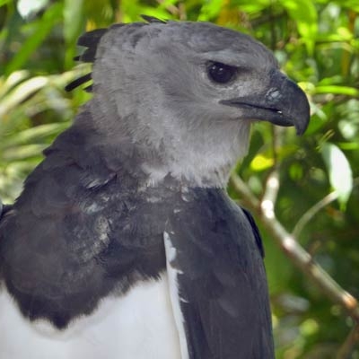 Harpy Eagle